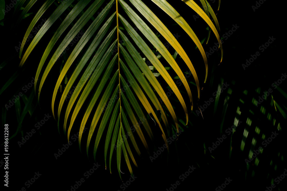 Naklejka premium green and yellow palm leaves in the forest