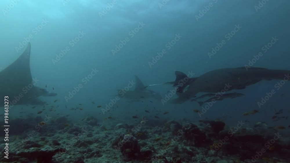 School of Reef Manta Rays swim over coral reef
School of Reef Manta Rays swim over coral reef