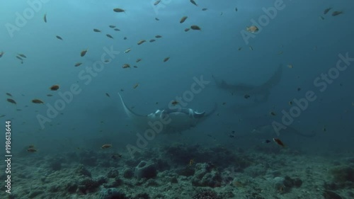 Group of Reef Manta Rays swim under water surface 
 photo