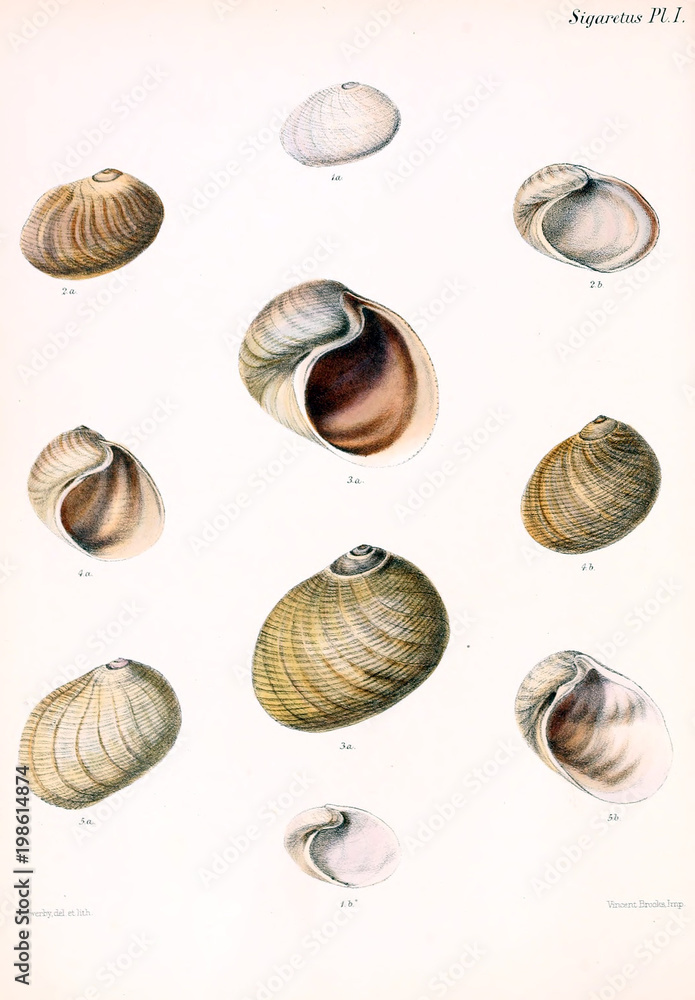 Illustration of shells. Illustration of shells.