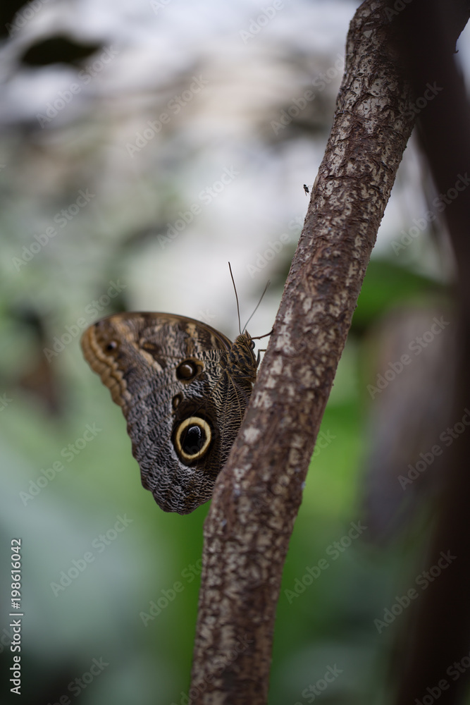 Fototapeta premium Butterfly