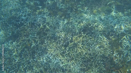 Staghorn Corals (Acropora cervicornis) Underwater photo