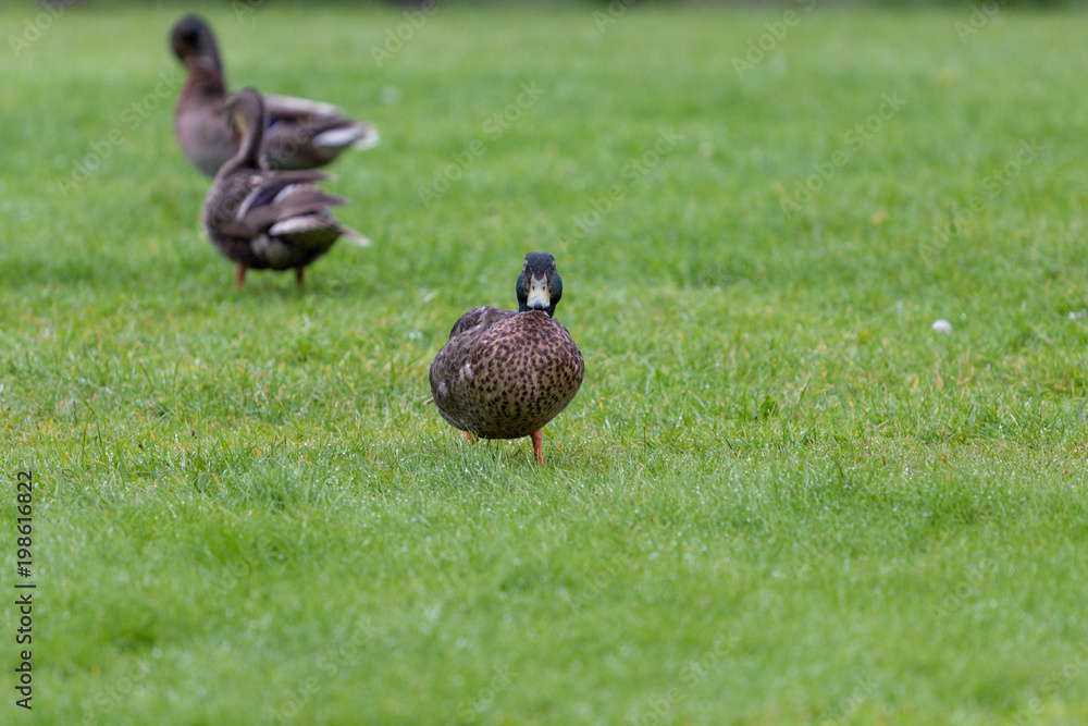 Duck in the field