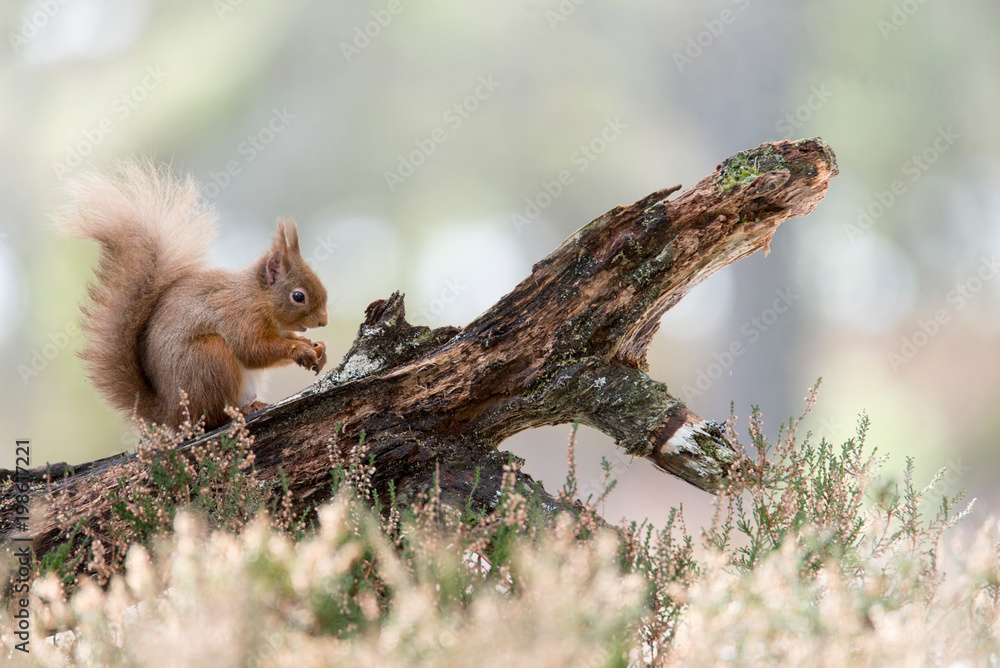 Red Squirrel (Sciurus vulgaris) feeding in pine forest Red Squirrel (Sciurus vulgaris) feeding in pine forest