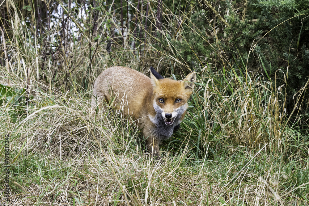 Red fox vixen Red fox vixen