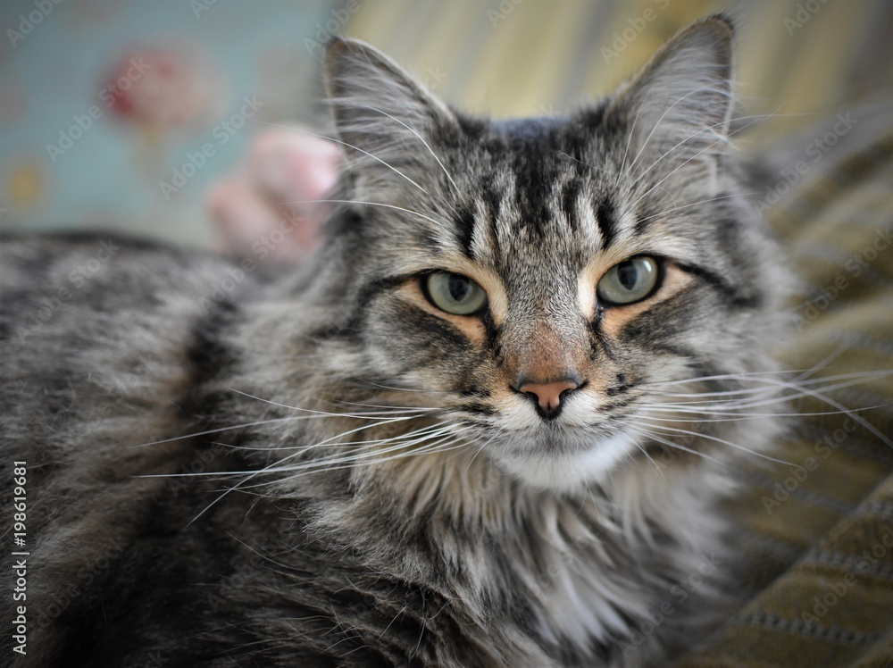 maine coon looking forward maine coon looking forward