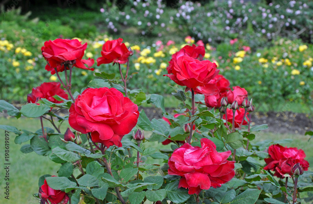 Beautiful red roses garden