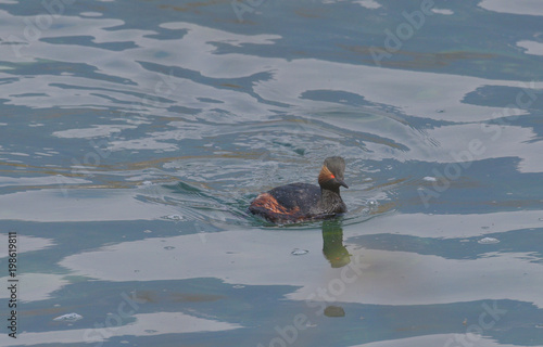 Svasso piccolo maschio che nuota sul fiume