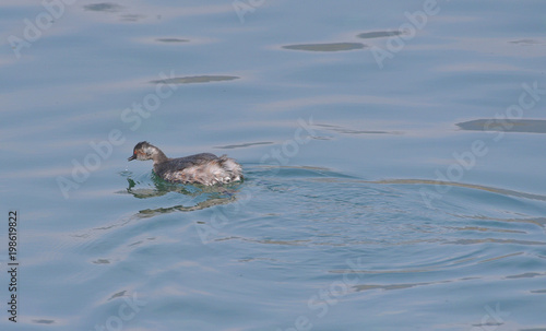 Svasso piccolo femmina che nuota sul fiume e cerca cibo