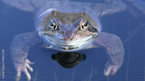 Kreuzkröte (Epidalea calamita) - Natterjack toad photo