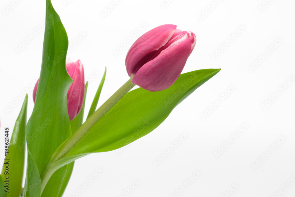 Pink tulips isolated on white background Pink tulips isolated on white background