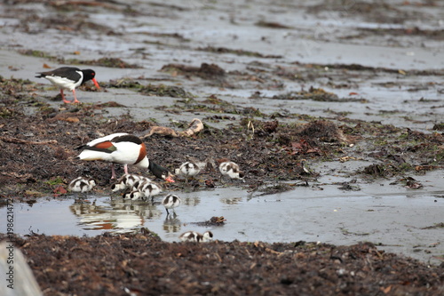 common shelduck (Tadorna tadorna) Norway photo