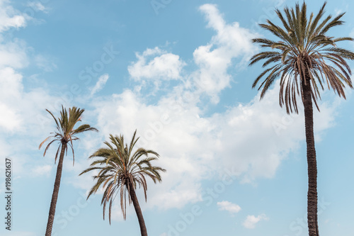palm trees blue sky summer