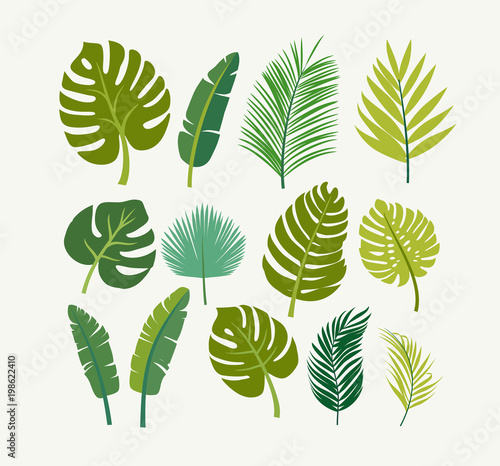 tropical leaves palms, trees.