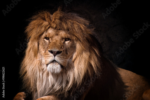 portrait of a lion looking