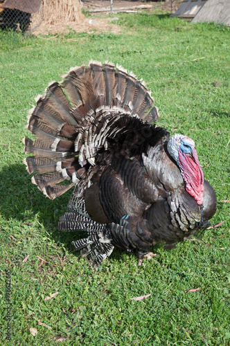 turkey on the grass