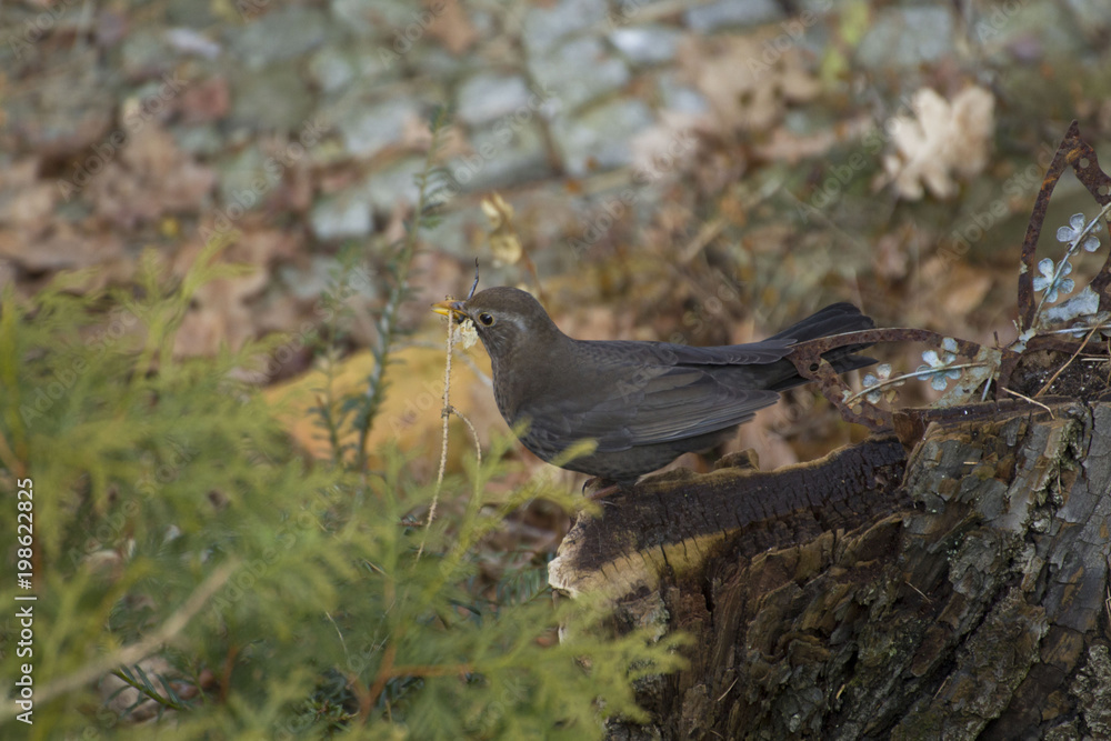 Fototapeta premium Amsel beim Nestbau