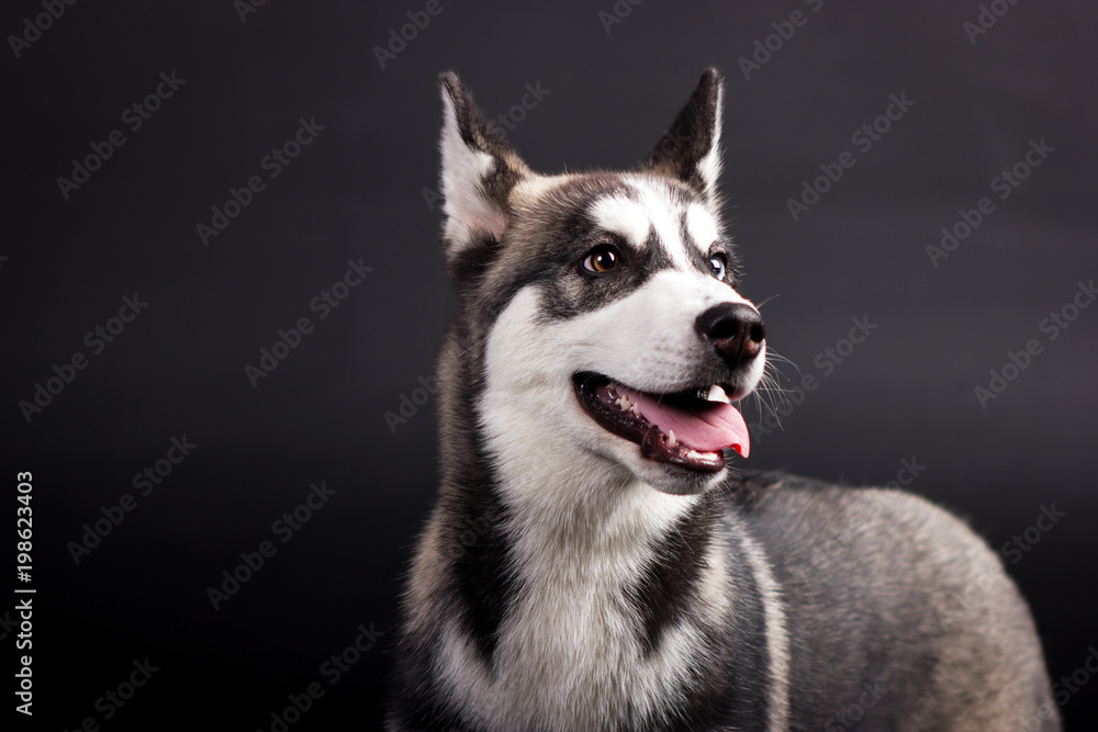 Obraz premium Husky on black background