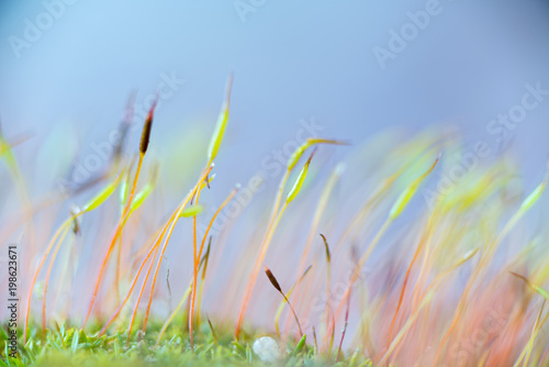 Detail view of Sporangium photo