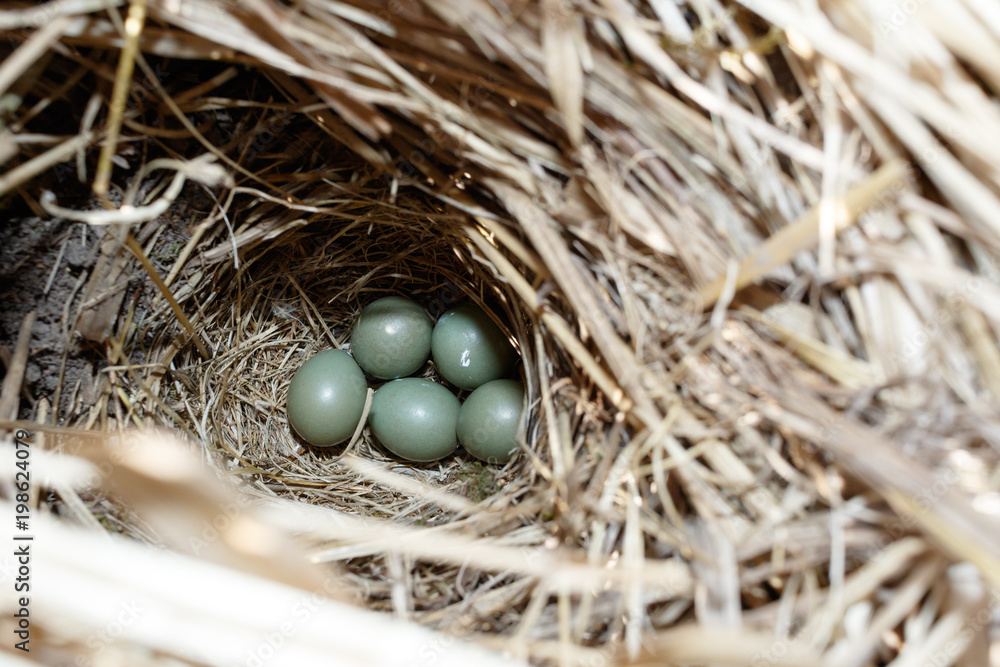 Fototapeta premium Luscinia svecica. The nest of the Bluethroat in nature.
