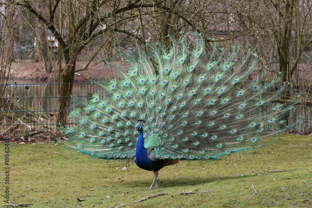 Naklejka premium Pfau schlägt Rad