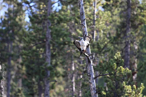 Osprey  in Teton National Park photo