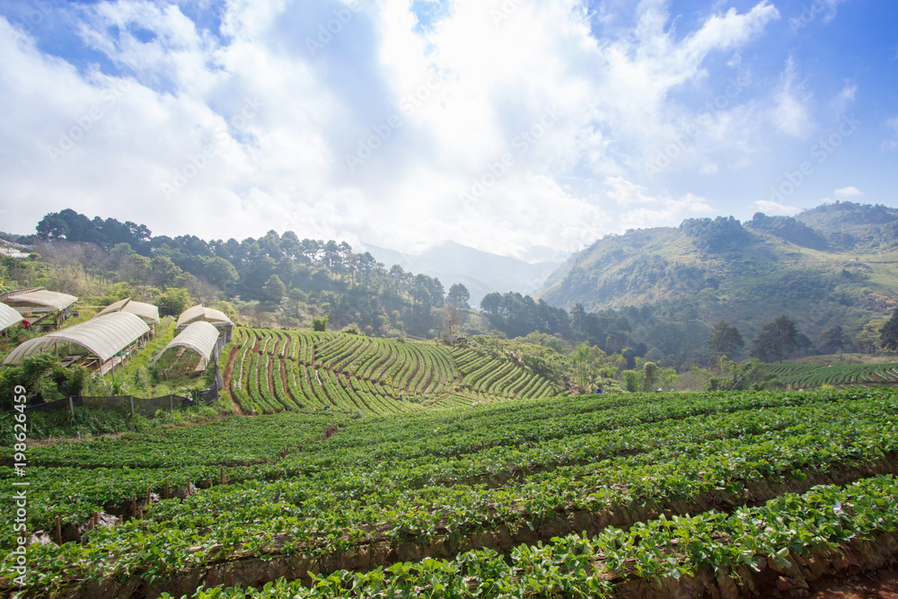 Strawberry farm field with cloudy blue sky at Chiang Mai,Thailand