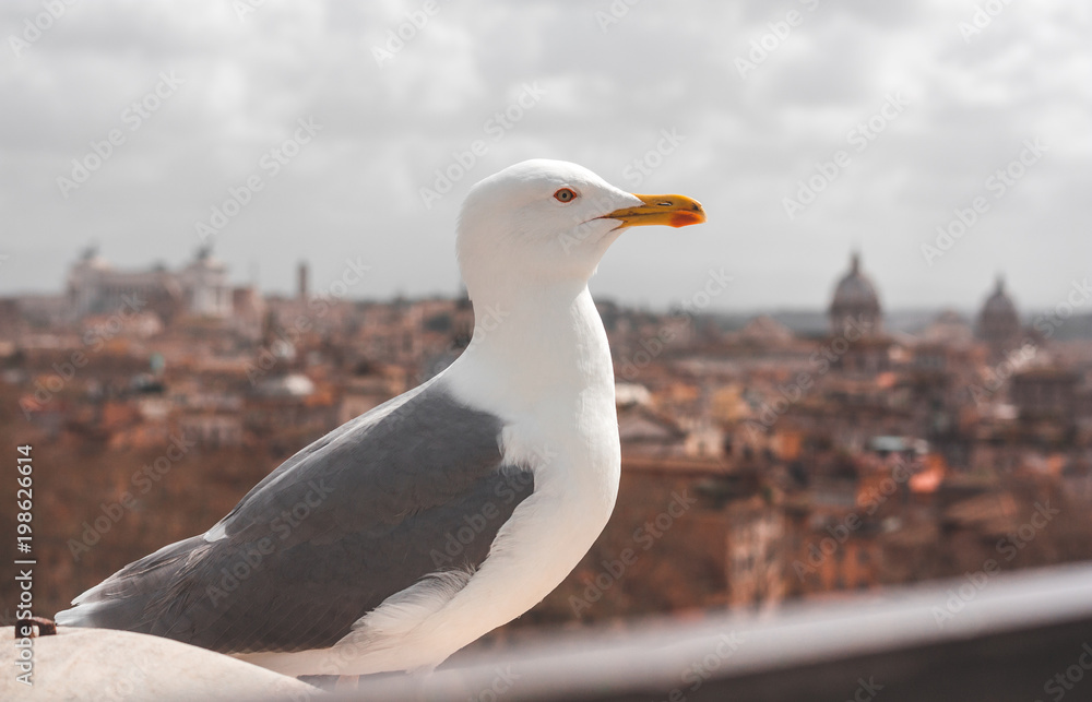 Albatrosses of Rome