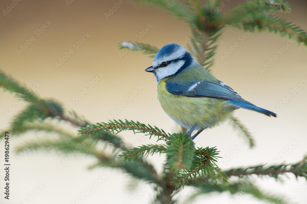 Eurasian blue tit, Cyanistes caeruleus Eurasian blue tit, Cyanistes caeruleus