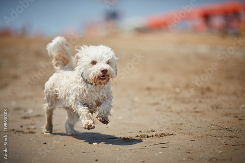 White havanese dog running on the beach