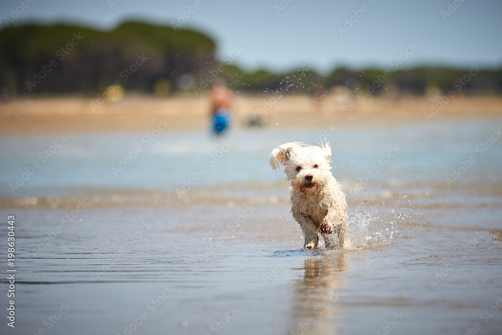 White havanese dog running on the beach White havanese dog running on the beach