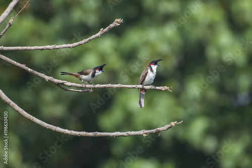 Bird : Pair of Red Whiskered Bulbul Perched on A Branch