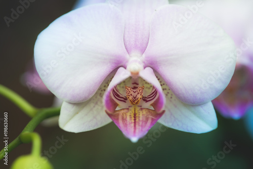White and pink orchid closeup on green background