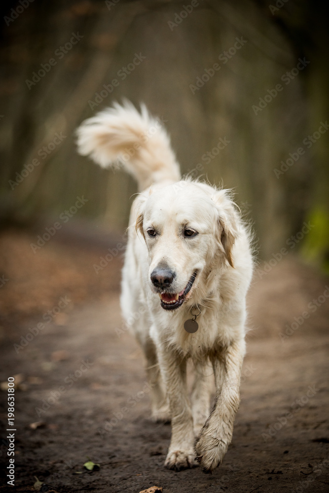 Golden Retriever in the woods