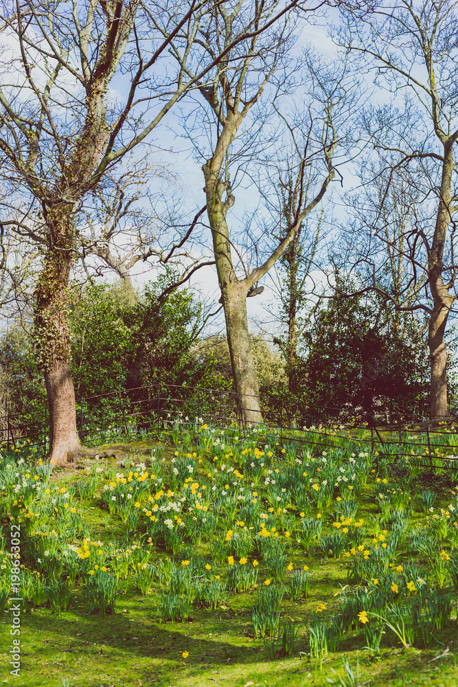field with yellow and white daffodils