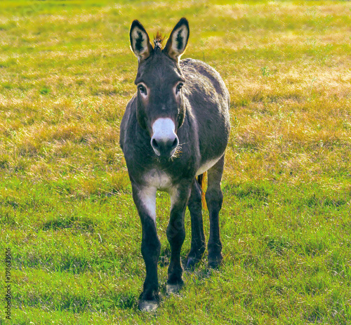 Donkey - in front view.
Cute animal standing on a farming pasture with dry grass background.