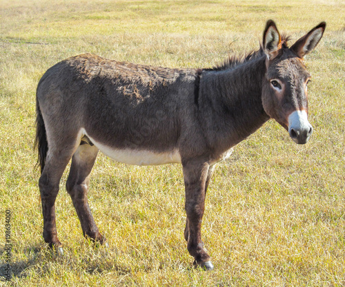 Walking donkey in position side view.
Cute animal standing on a farming pasture with dry grass background.