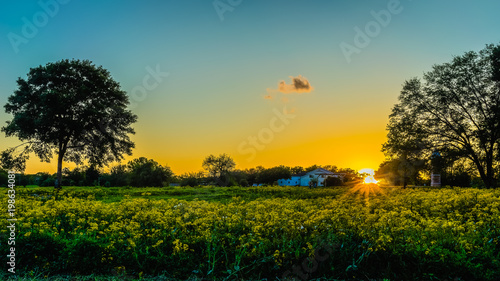 Field of Wildflowers