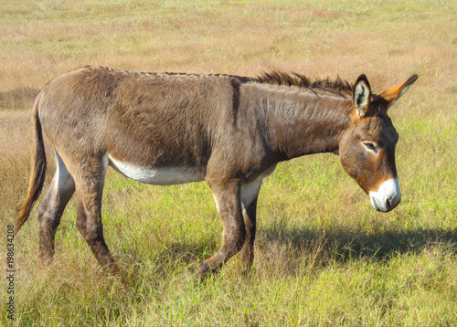 Walking donkey in position side view.
Cute animal standing on a farming pasture with dry grass background.