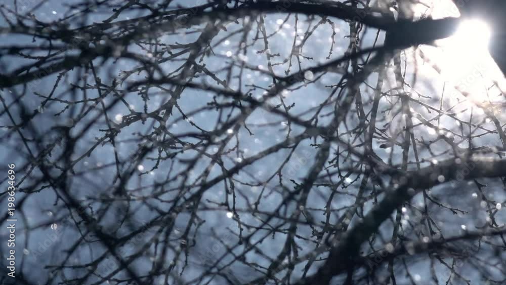 Winter scene with sun in frame, sparkling snowstorm and leafless branches on blue sky background in slow motion. Beautiful nature in sunshine glow. Cold charm of snowy weather.
Winter scene with sun in frame, sparkling snowstorm and leafless branches on blue sky background in slow motion. Beautiful nature in sunshine glow. Cold charm of snowy weather.