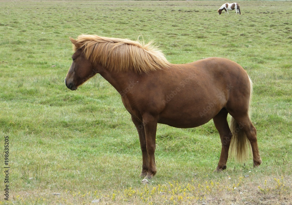 Fototapeta premium Islandpferd