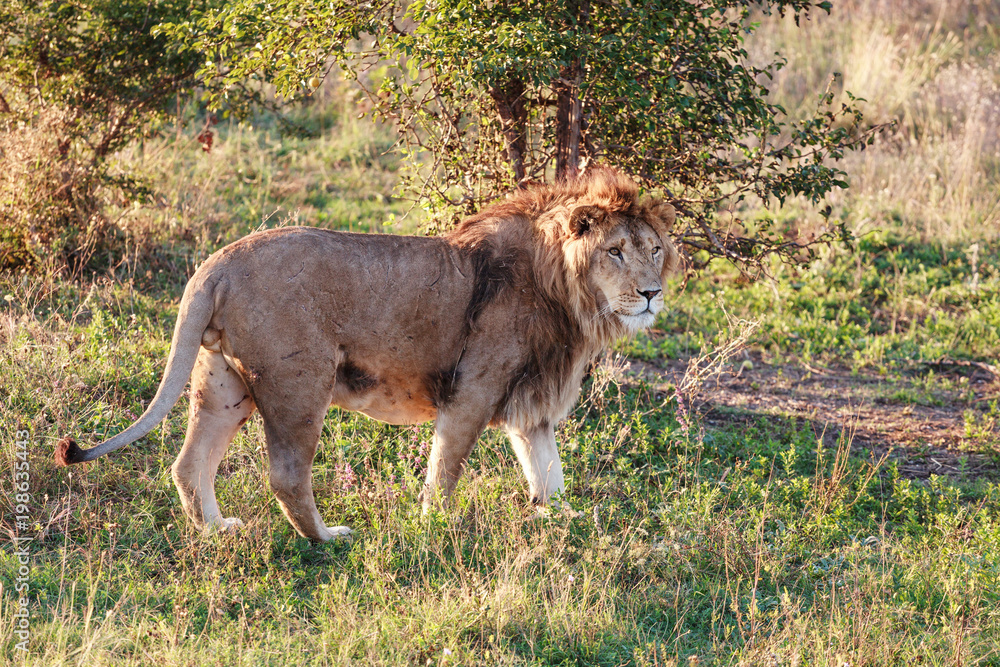 Young lion in the background of the savannah. Close-up Young lion in the background of the savannah. Close-up