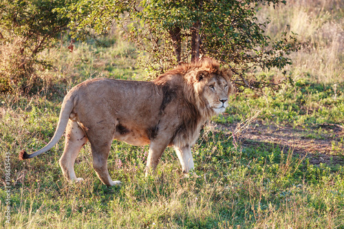 Young lion in the background of the savannah. Close-up