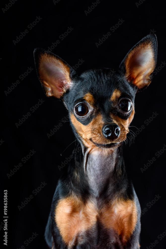 portrait of a small toy terrier on a dark background portrait of a small toy terrier on a dark background