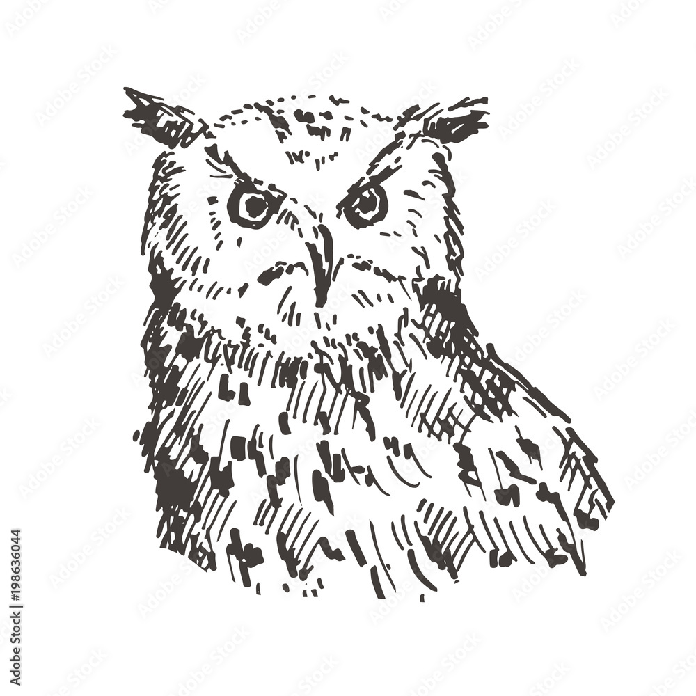 Obraz premium Hand drawn owl. Sketch, vector illustration.