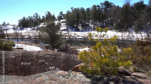 Killarney Provincial Park with winter view of Georgian Bay, Chikanishing Creek, eastern white pine seeding growing in the crack of granite rock along Chikanishing Trail in Ontario Canada photo