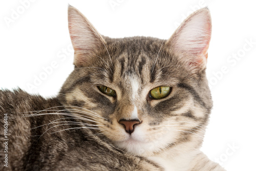 muzzle of gray cat on white background