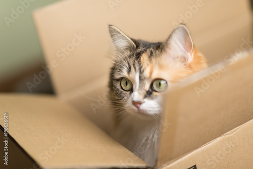beautiful three color European cat in a delivery box