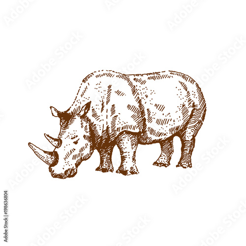 Hand drawn rhino. Sketch, vector illustration.