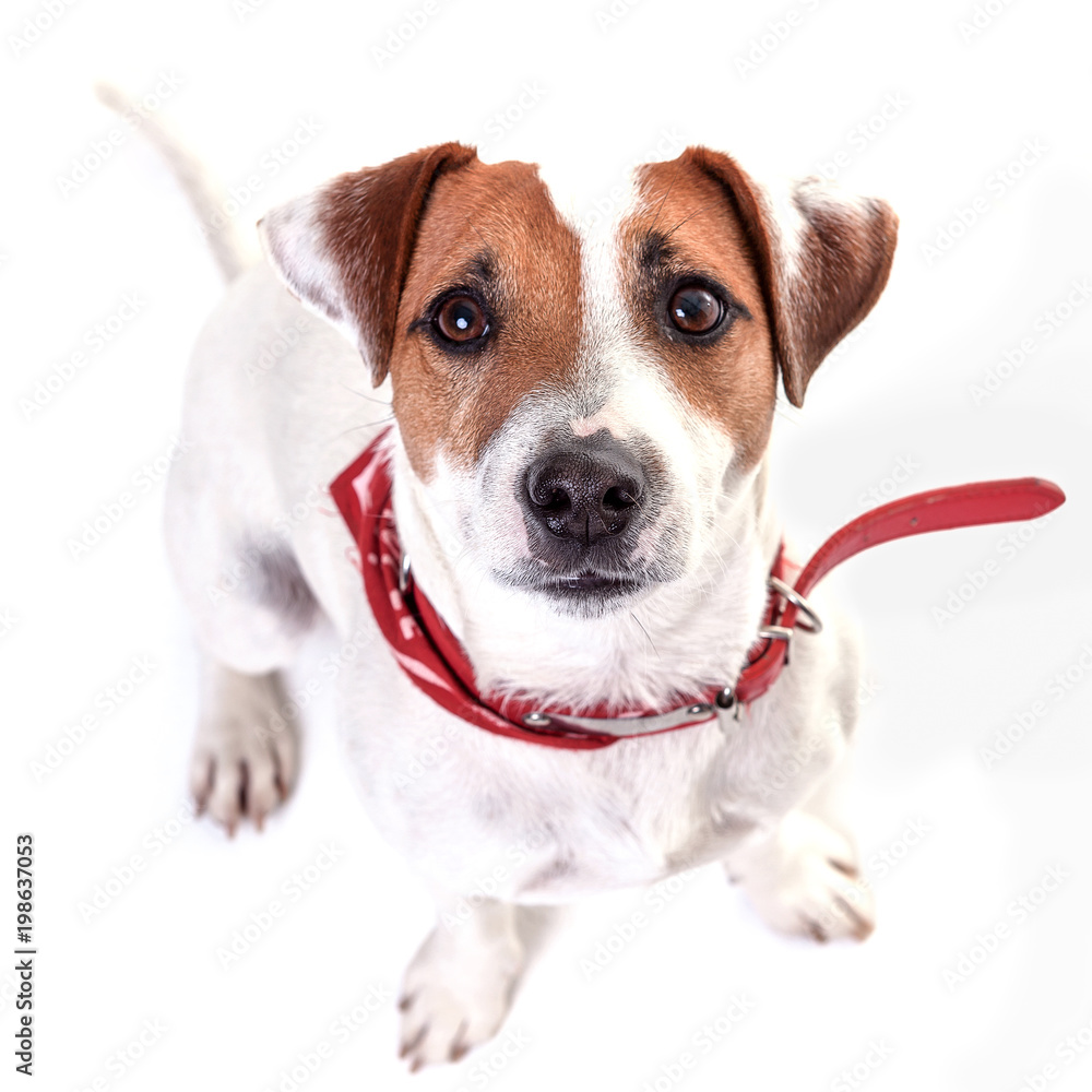 The dog jack russell terrier sitting on the white background.